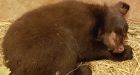 Injured bear cub hops a chopper to wildlife rescue