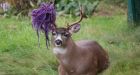 Hammy, B.C.'s most famous deer, no longer has his hammock  but his antler is still purple