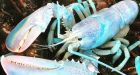 Lucky the translucent lobster may be 1 in 100 million