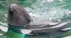 Chester the false killer whale has died, Vancouver Aquarium says