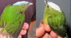 Rare Amazon bird species arose from ancient interspecies sex