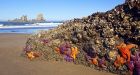 From B.C. to Mexico, starfish are making a comeback after syndrome killed millions