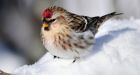 How birds stay warm through Canada's cold winters