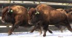 Banff wolves may soon have meal they haven't tasted in 140 years: wild bison