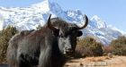 Canada's doomed scheme to import Indian yaks for Inuit to farm