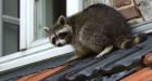 It's winter: Watch out for falling raccoons