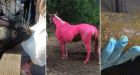 A girl-grabbing sea lion, a pink horse and a blob: B.C.'s best animal stories