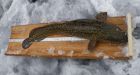 Scientists work to revitalize burbot population in Kootenay Lake