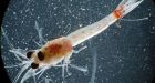 Invasive bloody red shrimp discovered in Lake Superior