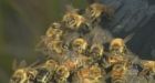 Quebec restricts use of pesticides linked to honeybee deaths