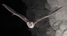 Vampire bat's blood-only diet 'a big evolutionary win'