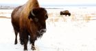 25 years later, Syncrude's bison herd thriving on reclaimed oilsands lands