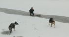 Woman pulls dog out of icy waters in dramatic footage