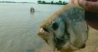 Piranha relative with human-like teeth chomps down on Oklahoma girls fishing line