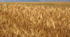 The nightmarishly complex wheat genome finally yields to scientists 