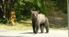 2 hikers injured in Kananaskis bear attack