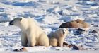 Survivor recalls deadly encounter with polar bears