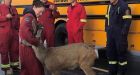 Bottle-fed fawn bucks up wildfire crews on ferry ride