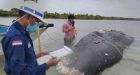 Dead whale found with 115 plastic cups, 2 flip-flops in its stomach