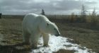 'Something has changed:' Three bear species found in same northern Manitoba spot