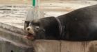 Race against time to rescue sea lion with band embedded in its neck