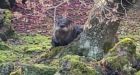 Elusive otter evades authorities at Dr. Sun Yat-Sen Classical Chinese Garden