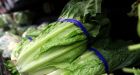 Here's why lettuce keeps getting contaminated with E. coli