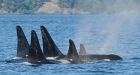 'I am superbly worried': West Coast fishermen await decision on restrictions meant to protect orcas