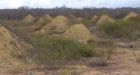 'Just unbelievable': Termite mound network the size of Great Britain discovered in Brazil