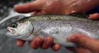 50% drop in rainbow trout puts Bow River's 'world-renowned' sport fishery at risk