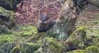 Otter madness continues as Sun Yat-Sen staff try to rescue surviving koi