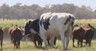 Massive cow named Knickers has been deemed too large to eat