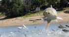 'Inaction is not an option': Cost to keep invasive Asian carp out of Great Lakes triples