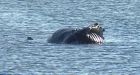 Humpback whale in B.C. died from ship strike, necropsy shows