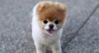 'Worlds cutest dog' dies of a 'broken heart'