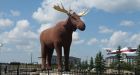 Take that, Norway! Brewery donates $25,000 to make Moose Jaw statue tallest again