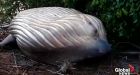 A humpback whale was found in a Brazil forest, and scientists are stumped