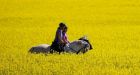 'We still haven't found any kind of pest': Canada presses China over contaminated canola claims