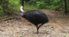 Florida man killed by large, flightless pet bird