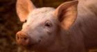 Pig brains partially revived four hours after death