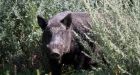 Province seeks help sniffing out wild pigs Social Sharing