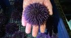 Sea urchin explosion decimates kelp forests off Pacific coast