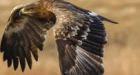 Migrating Russian eagles run up huge data roaming charges