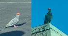 Someone is putting tiny cowboy hats on pigeons in Las Vegas as animal rescue works to remove them