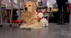 Police therapy dog caught hoarding charity drive toys