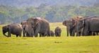 Sri Lanka elephants: 'Record number' of deaths in 2019