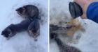 Man uses warm coffee to rescue kittens frozen to ground