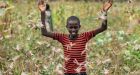 Massive swarms of crop-eating locusts have descended on East Africa