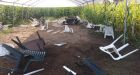 Vandals smash tables, knock down stalks at Surrey corn maze