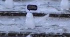 Snow penguin protests spread across Alberta universities